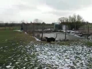 diégo la créme des lévriers