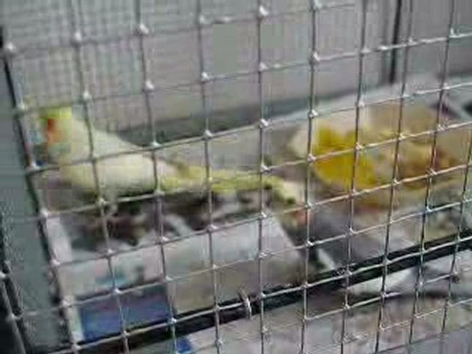 Coco fait la cour à Willow