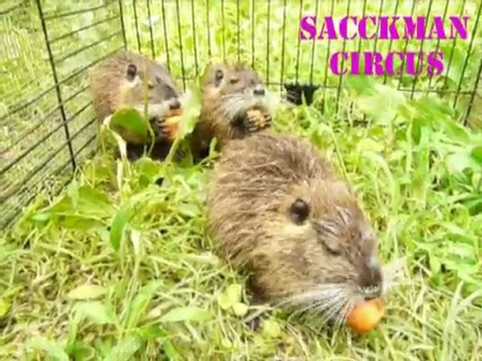Chacun sa carotte