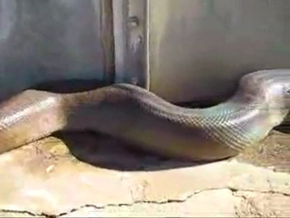 Dünyanın En Büyük Yılanı