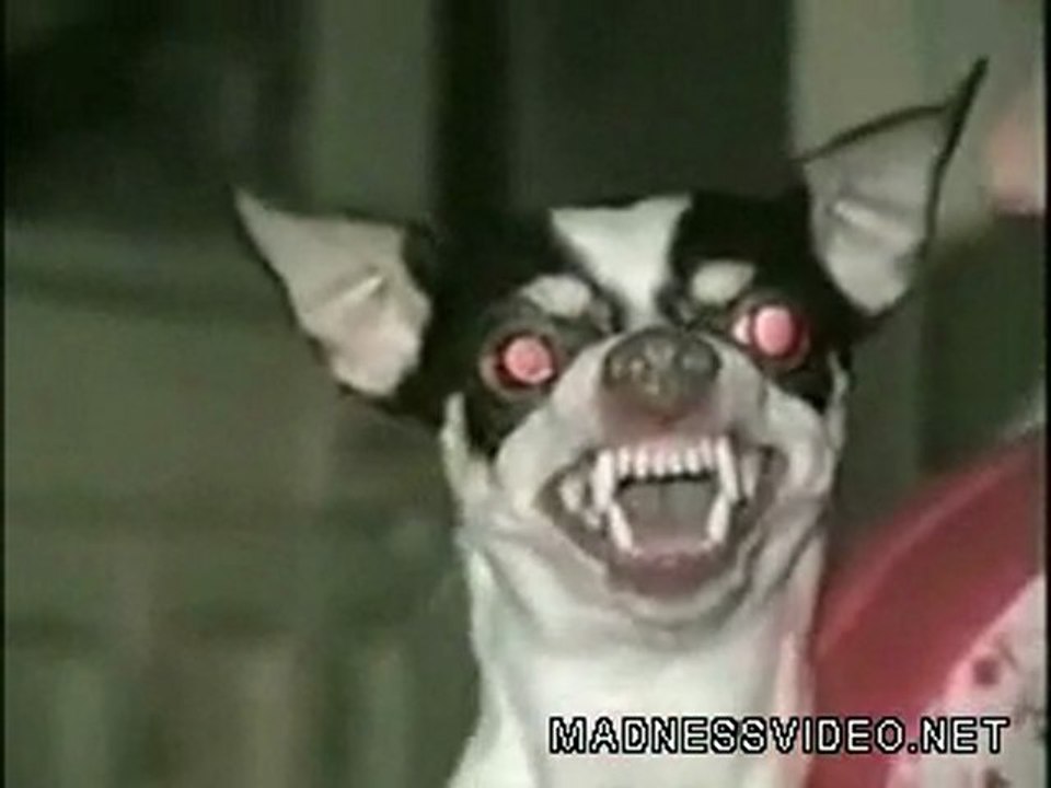 joli chienchien a sa memere