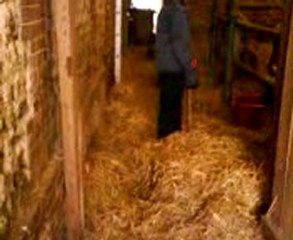 Un petit jordan de la ville qui vient fair le boxe des dadas