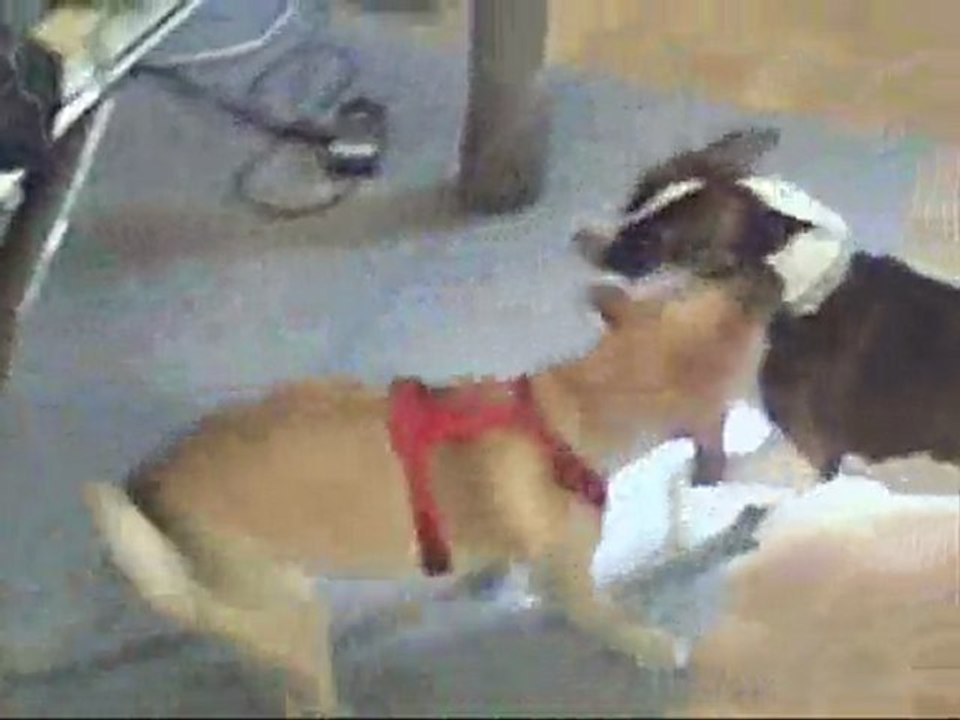 dogfight!!!