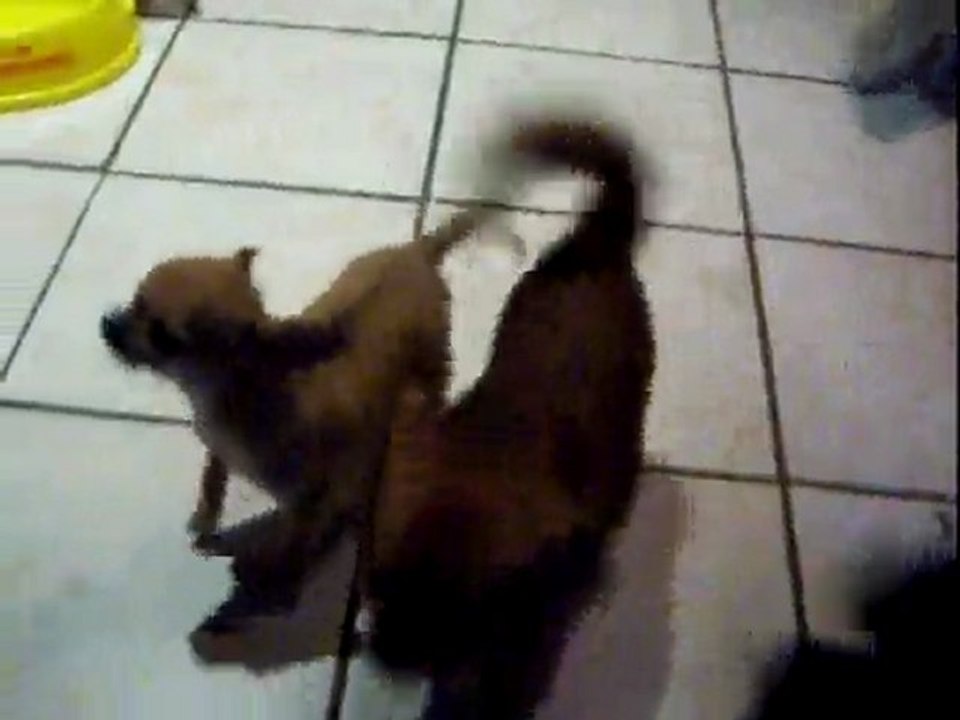 vidéosfévrier 2010 003 (1)