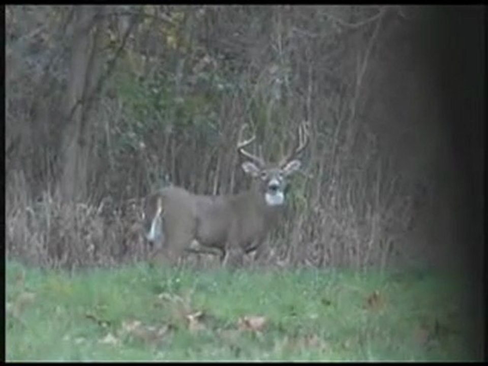 Deer Hunting with Decoy, Big Buck