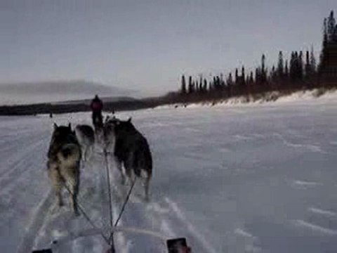Chiens de traineau 04/02/2010 - 1