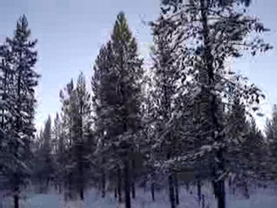 chiens de traineau - 04/02/2010 - 2