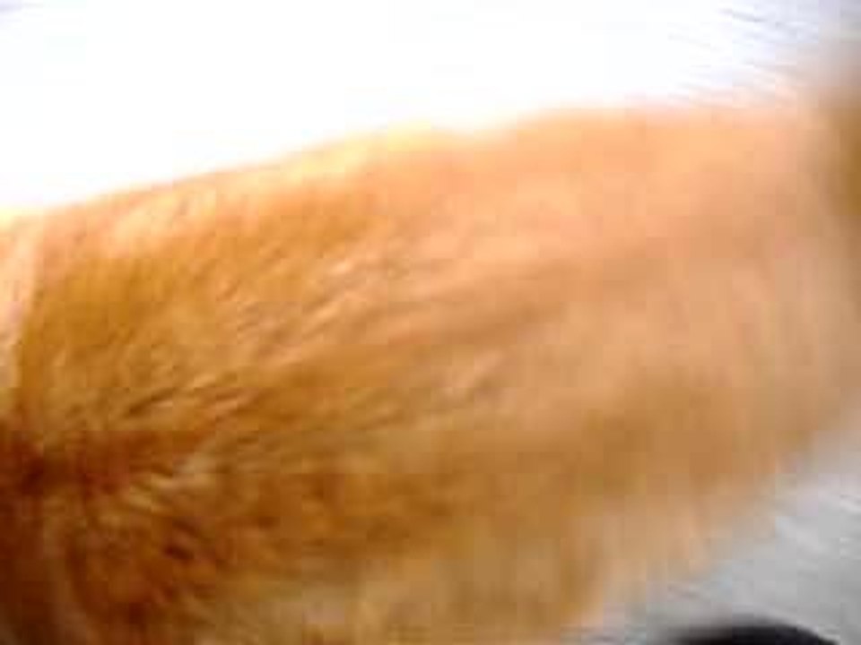 Chat.inconnu.Plateau.2juillet06