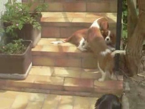 Les Cavaliers King Charles de l'élevage Sévijean's en été