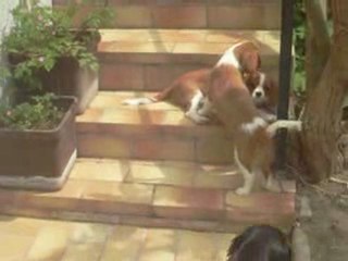 Les Cavaliers King Charles de l'élevage Sévijean's en été