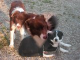 NAISSANCE DE CHIOTS BORDER COLLIE