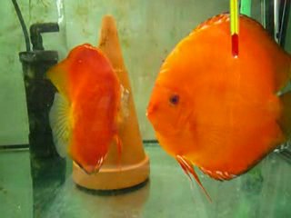 couple Malboro Stenker et leurs larves