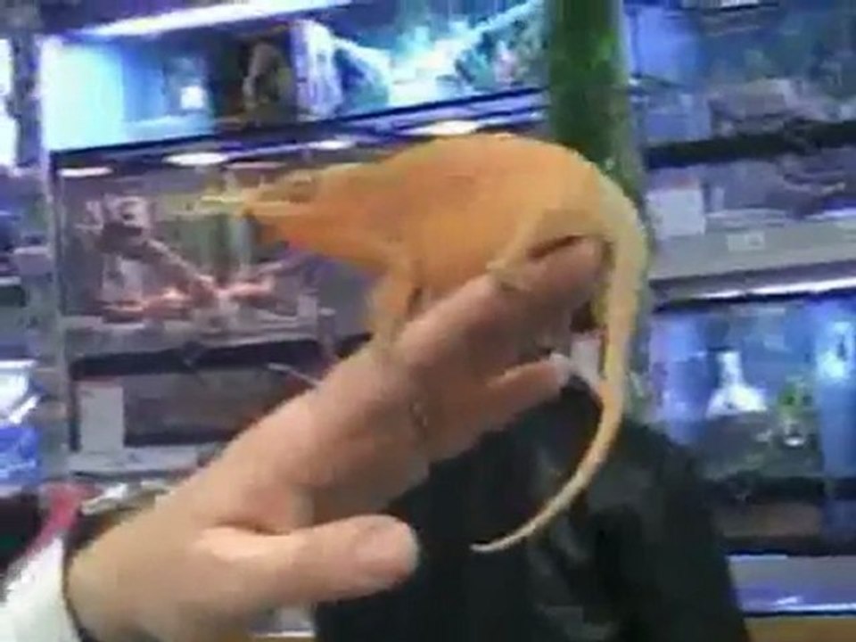 video tpe2