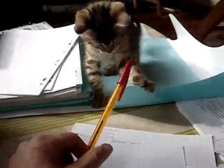 Les chatons bossent dur!