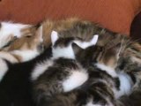 Les chatons à l 'heure de la tété