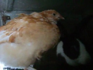 Piou-Piou et Lila =)