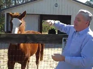 Ron LeGrand's Horses
