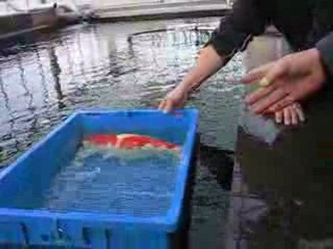 het ghiem van mooie kuhako del 4