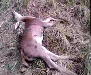 Le premier d' une longue serie.