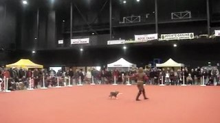 expo canine de troyes