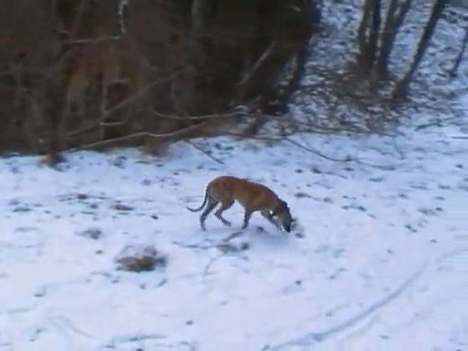 Balade ton chien à Metz au mont Saint Quentin (février 2010)