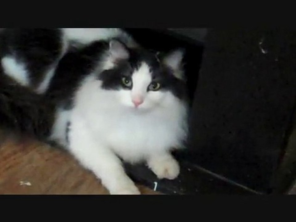 My cat, Weasel... the Master Hunter!