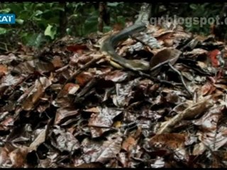 Το Βασίλειο της Κόμπρας  (3ο Μέρος)