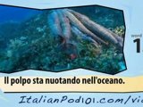 Learn Italian - Learn with Italian Marine Life Videos