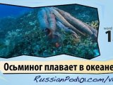 Learn Russian - Learn with Russian Marine Life Videos