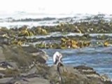 Penguin walking in Curios Bay, Caitlins, NZ