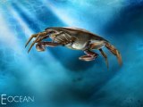 Dungeness Crab 3D Rendering