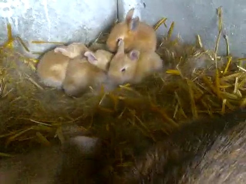 bébés lapins  agés de 15 jours .