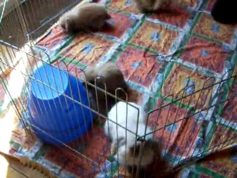 100_8287lapin bélier angora teddy et ses bébés de 1 mois 1/2