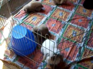 100_8287lapin bélier angora teddy et ses bébés de 1 mois 1/2