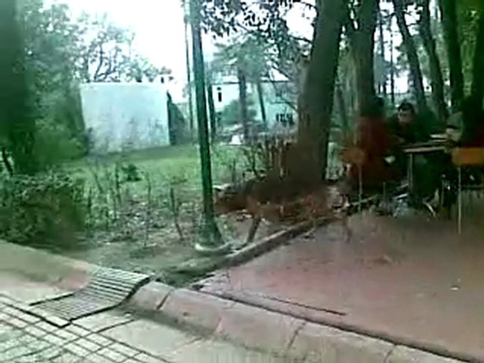 yıldız