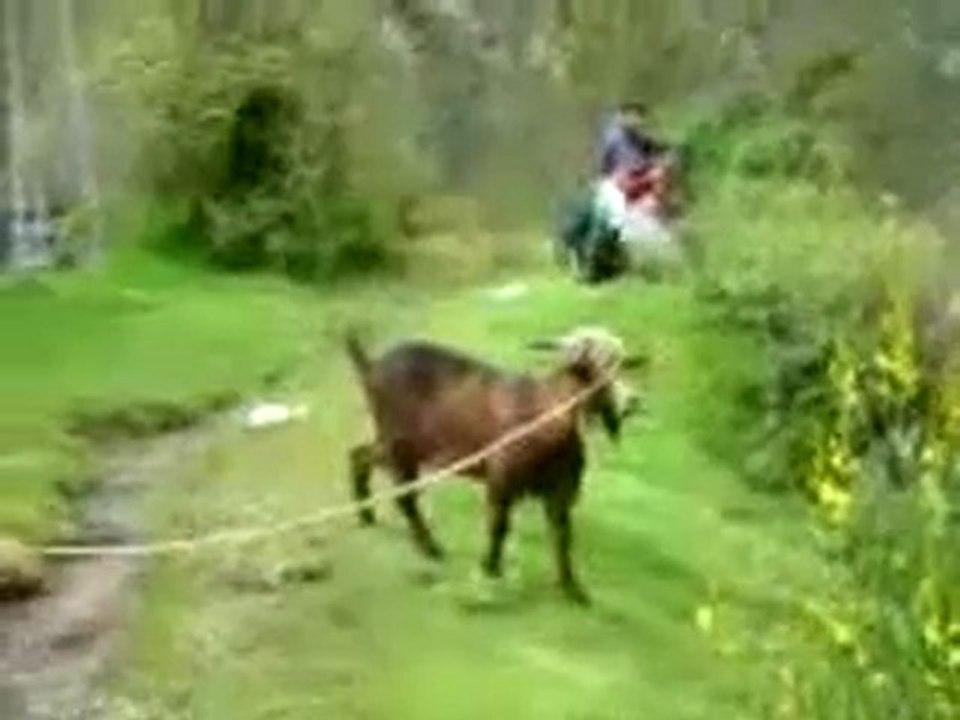 Capra chiama la mamma