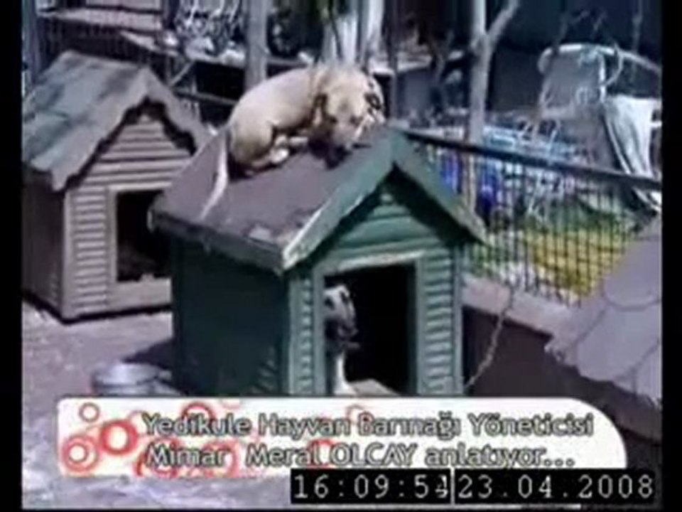 Cay Saati Yedikule Hayvan Barinagi Bolum 1