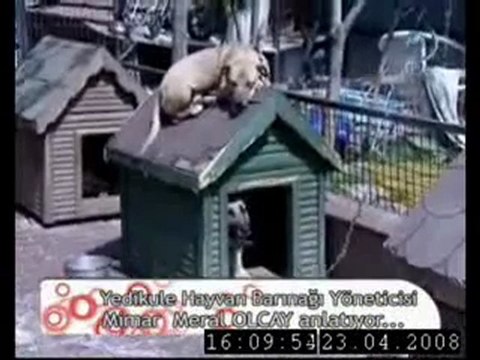 Cay Saati Yedikule Hayvan Barinagi Bolum 1