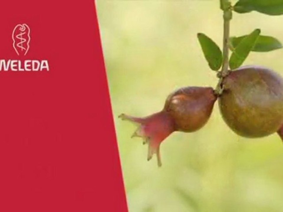 Le cueillette de la Grenade par Weleda