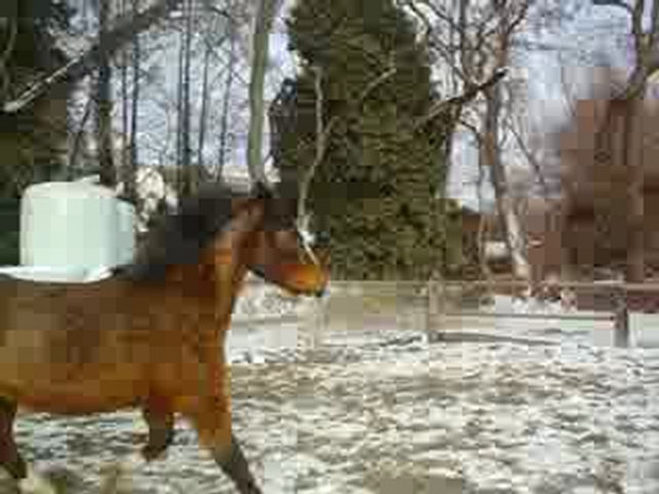 Udiine la foooolle