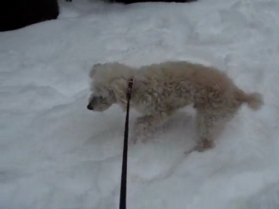 Loïs dans la neige