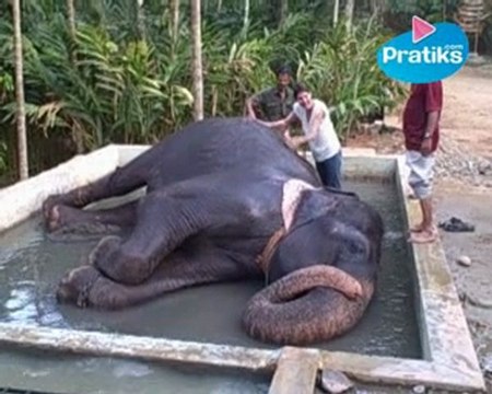 Eléphant : tout savoir sur la toilette et hygiène