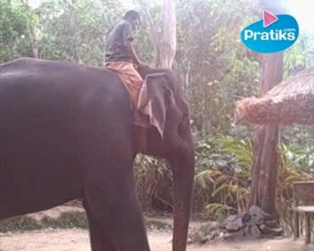 Tout savoir sur l'éléphant et son cornac