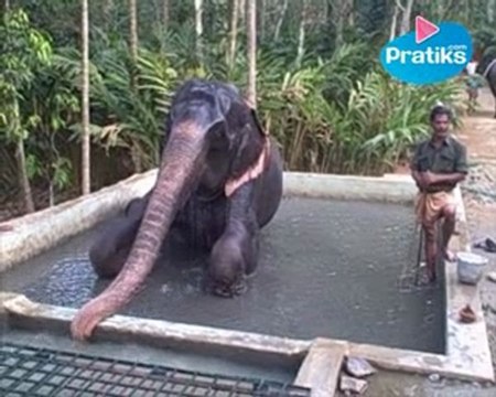 Eléphant : tout savoir sur la trompe