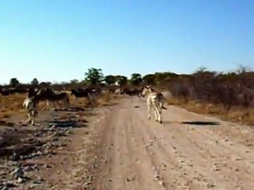 Zebre à Etosha, Zebra in Etosha