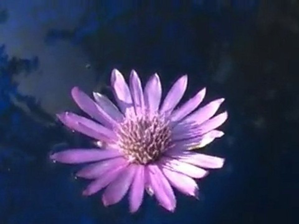 A FLEUR D'EAU