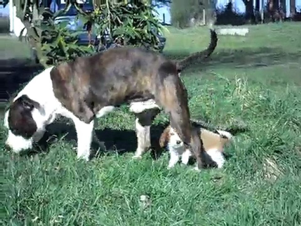 Bébés welsh le 17 février