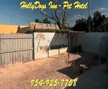 HOLLYDOGS PET HOTEL DOG KENNELS BOARDING HOLLYWOOD FLORIDA
