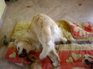 Dimbo fait la java avec la couette