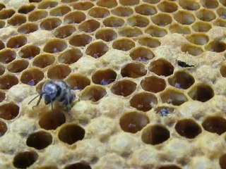 Naissance d'une d'abeille